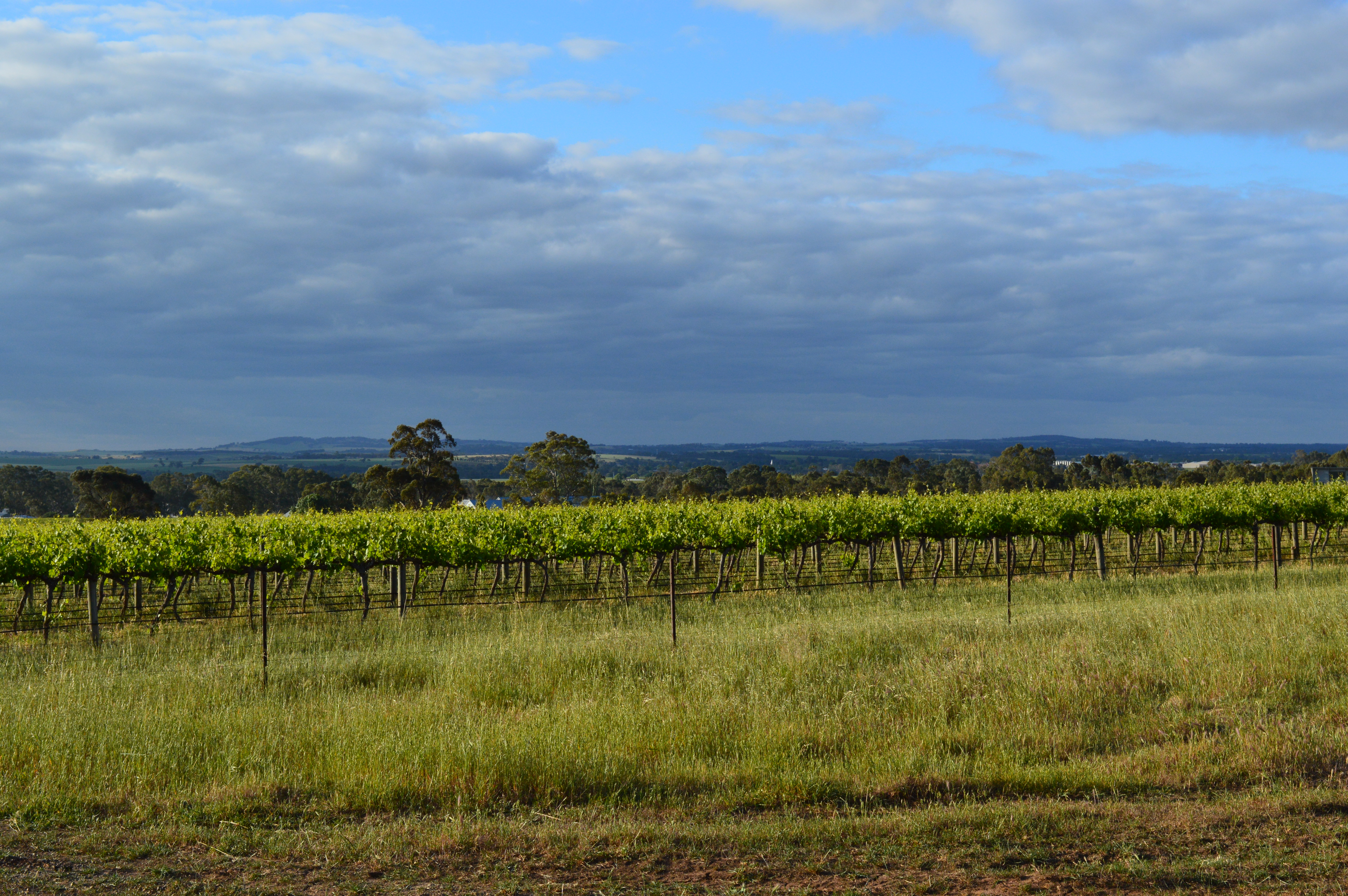 Barossa Valley