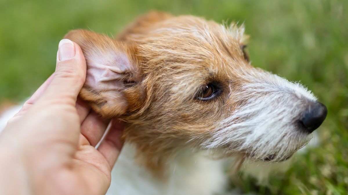 Dog getting its ears checked