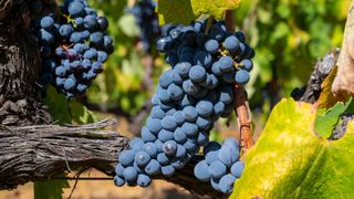 Carignan wine grapes