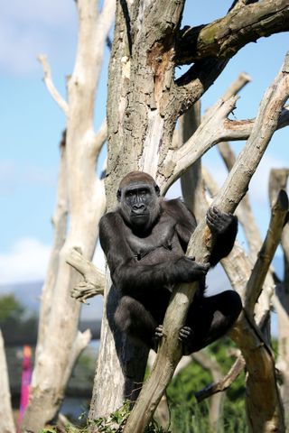 Magnificent lowland gorilla