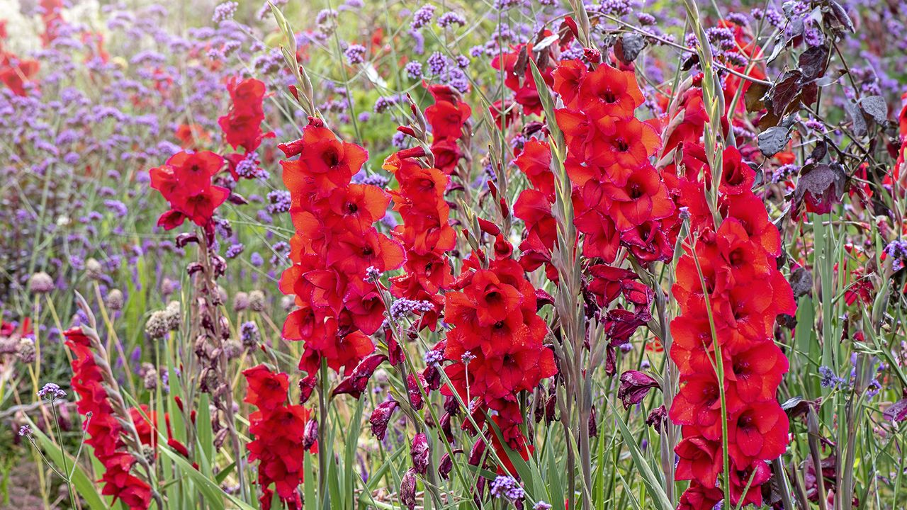 Red gladiolus planted with verbena in summer border