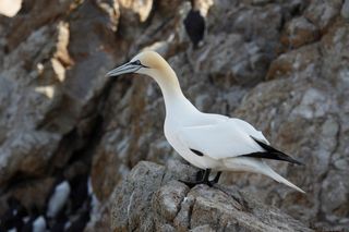 A northern gannet (Morus bassanus), a species with a normal range in the North Atlantic, sighted on the Farallon Islands, located off the coast of San Francisco, in the Pacific, a result of the recent opening of the Northwest Passage in the Arctic due to melting sea ice barriers.