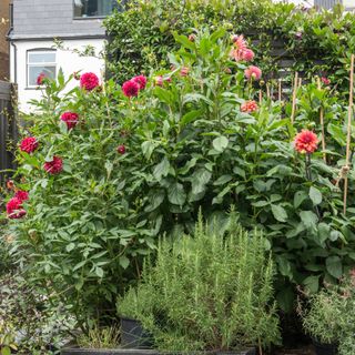 Pink dahlias growing in garden