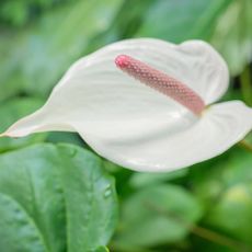 Close up of peace lily flower