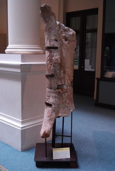 Argentinosaurus femur.