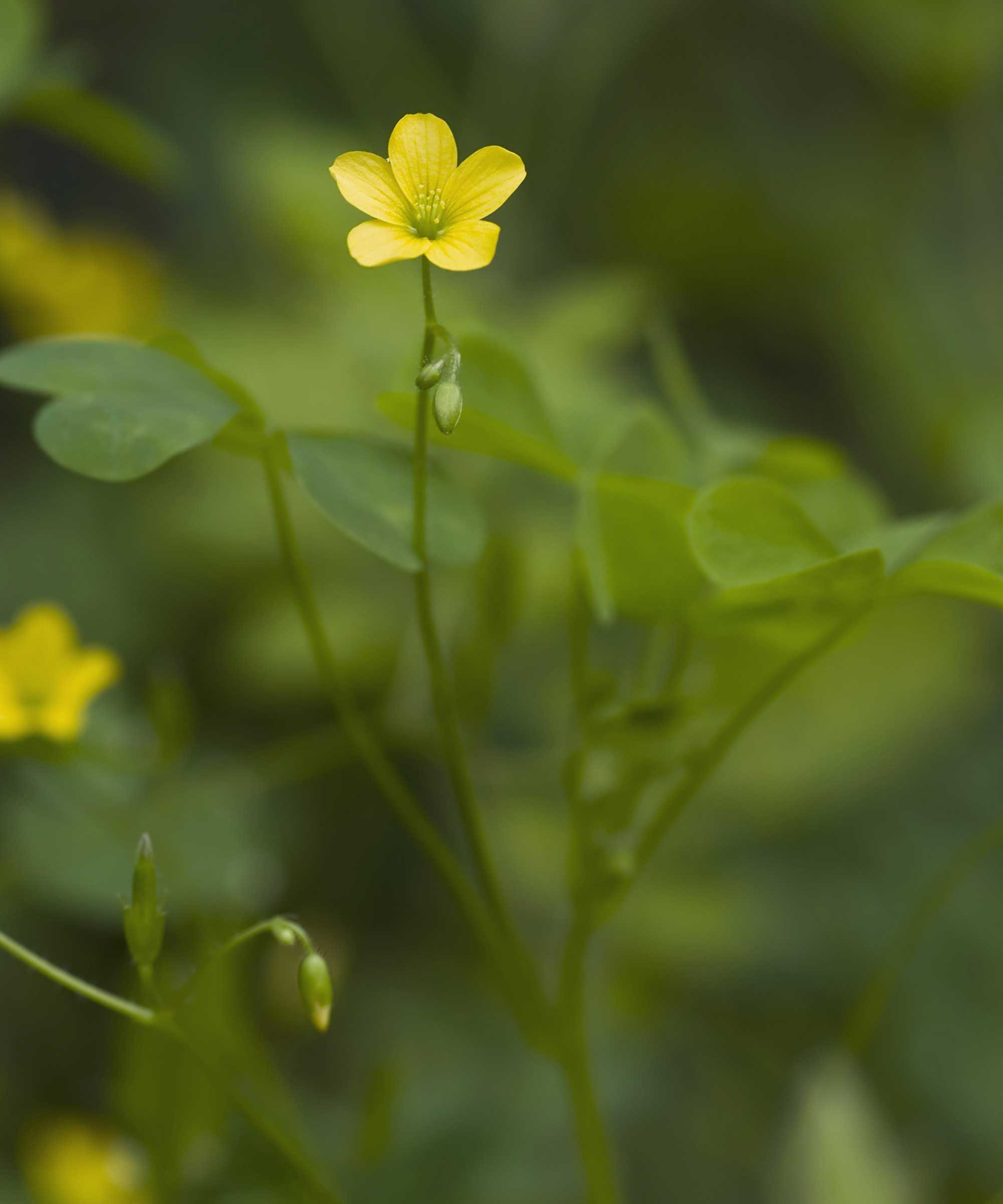 wood sorrel with yellow flower
