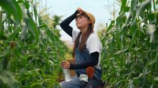 Female farmer feeling overheated during extremely hot weather on a corn field.