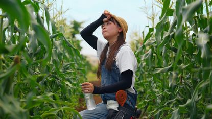 Female farmer feeling overheated during extremely hot weather on a corn field.