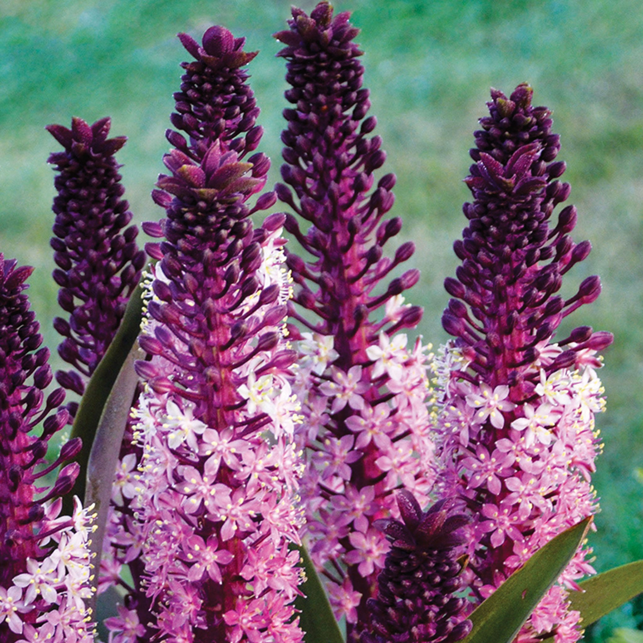 Safari Adventure Eucomis (pineapple Lily) Bare Root