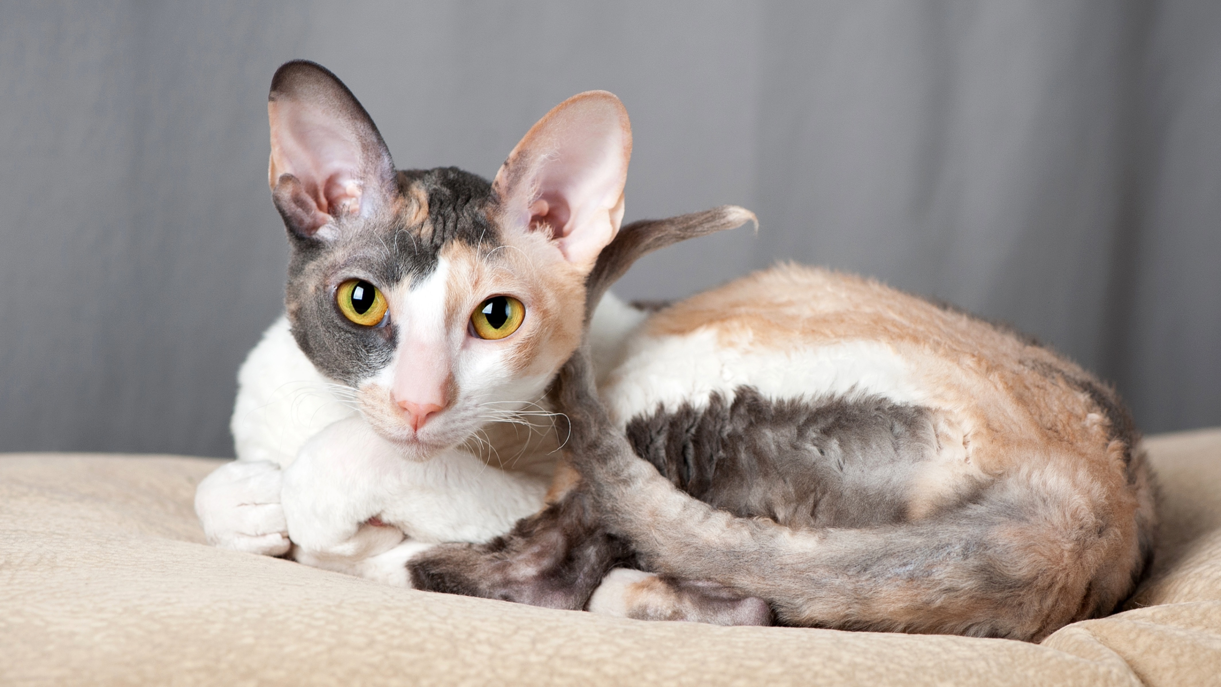 Cornish Rex lying in cat bed