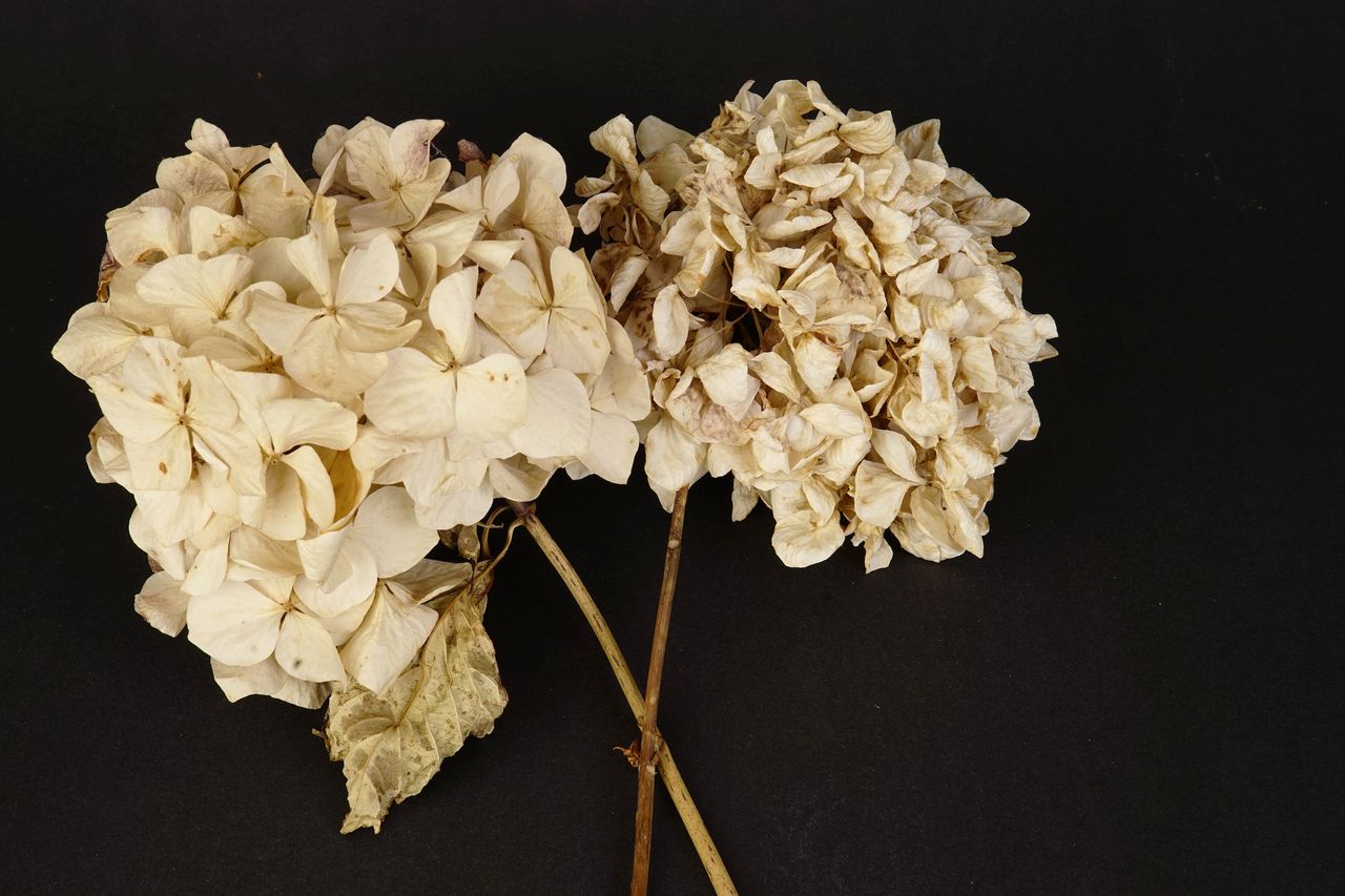 Still life of dried hydrangeas