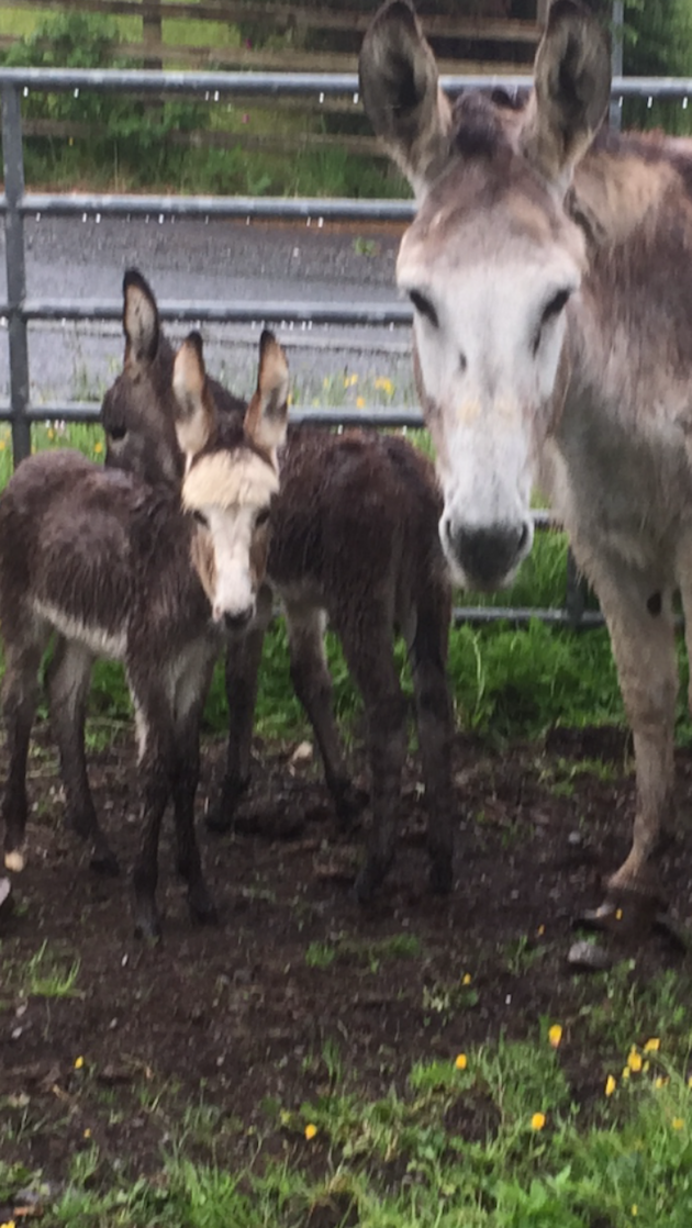 DonkeyFoals2