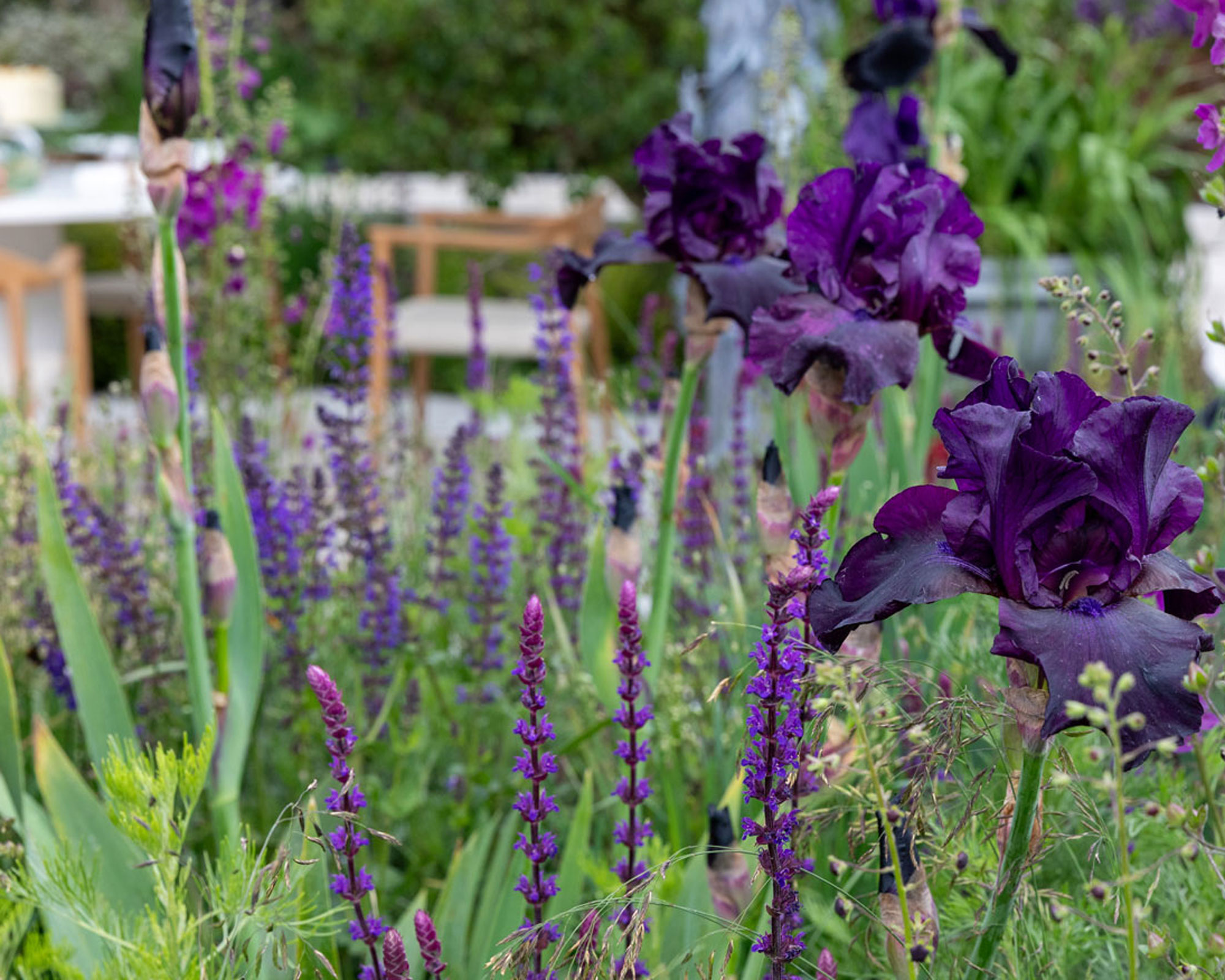 purple iris and salvia in modern planting design with garden furniture