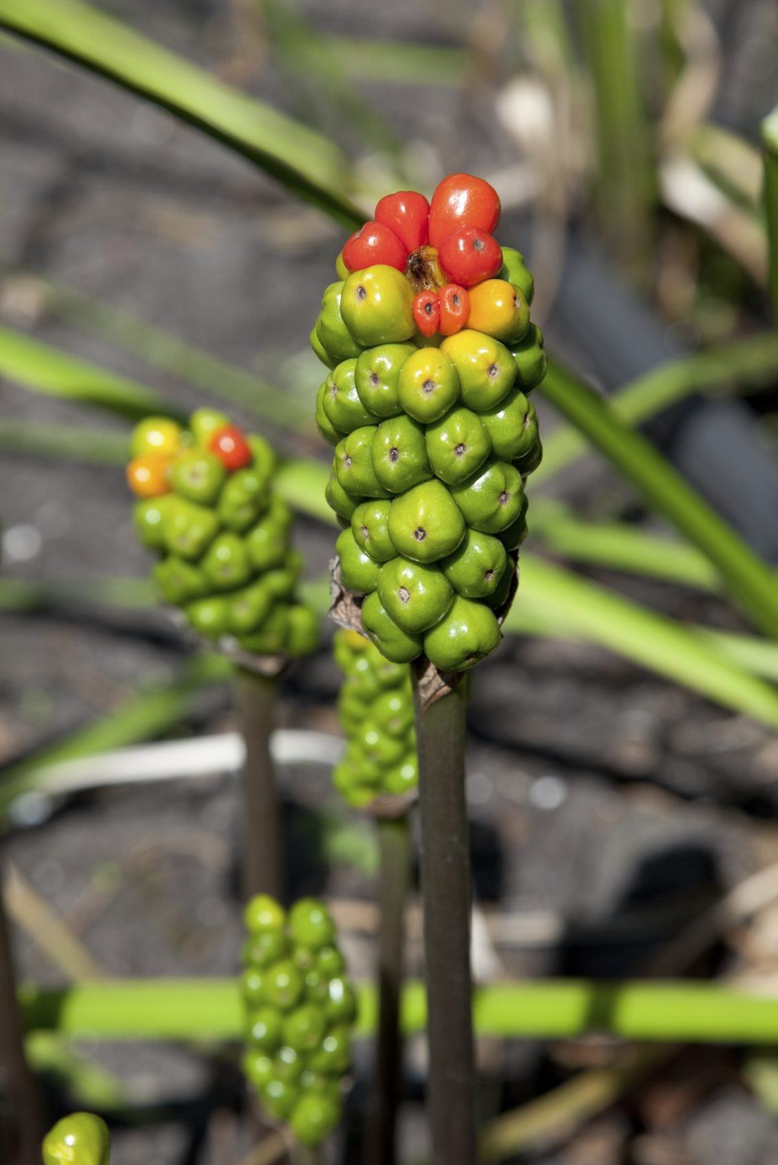 Arum Maculatum Plant