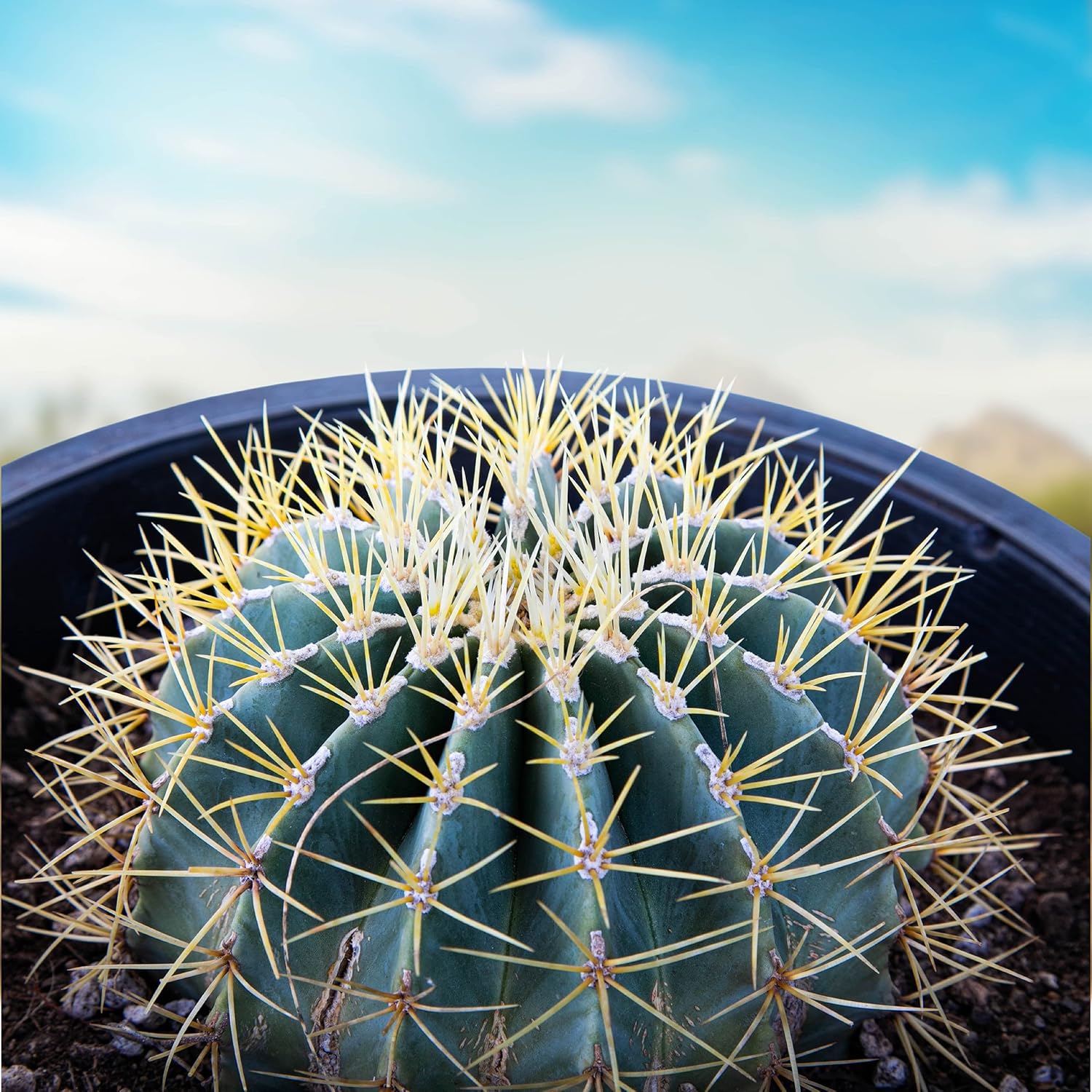 Cactus Outlet - Ready to Plant Blue Barrel Cactus - Live Cactus Plants - Barrel Cactus Plants Live - Landscape Ready Barrel Cactus Plants Live Delivered Right to Your Door - Live Plants Outdoor