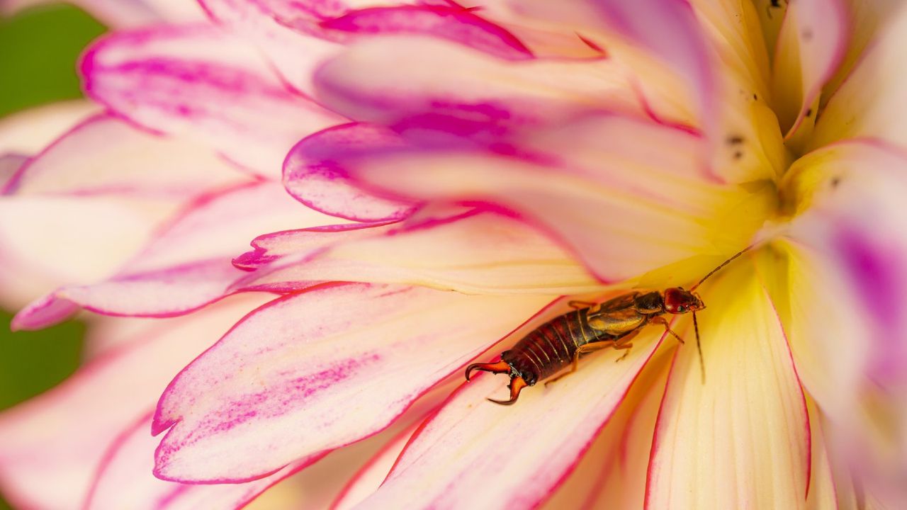 An earwig on a white and pink flower