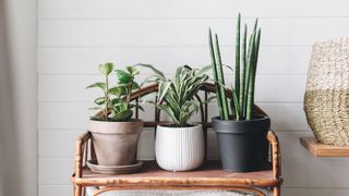 three house plants in pots