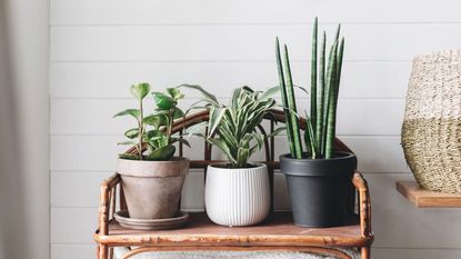 looking after house plants