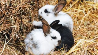 Two bunnies in hay