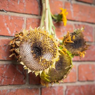 Four dying sunflowers hanging from a wall and drying against the bricks