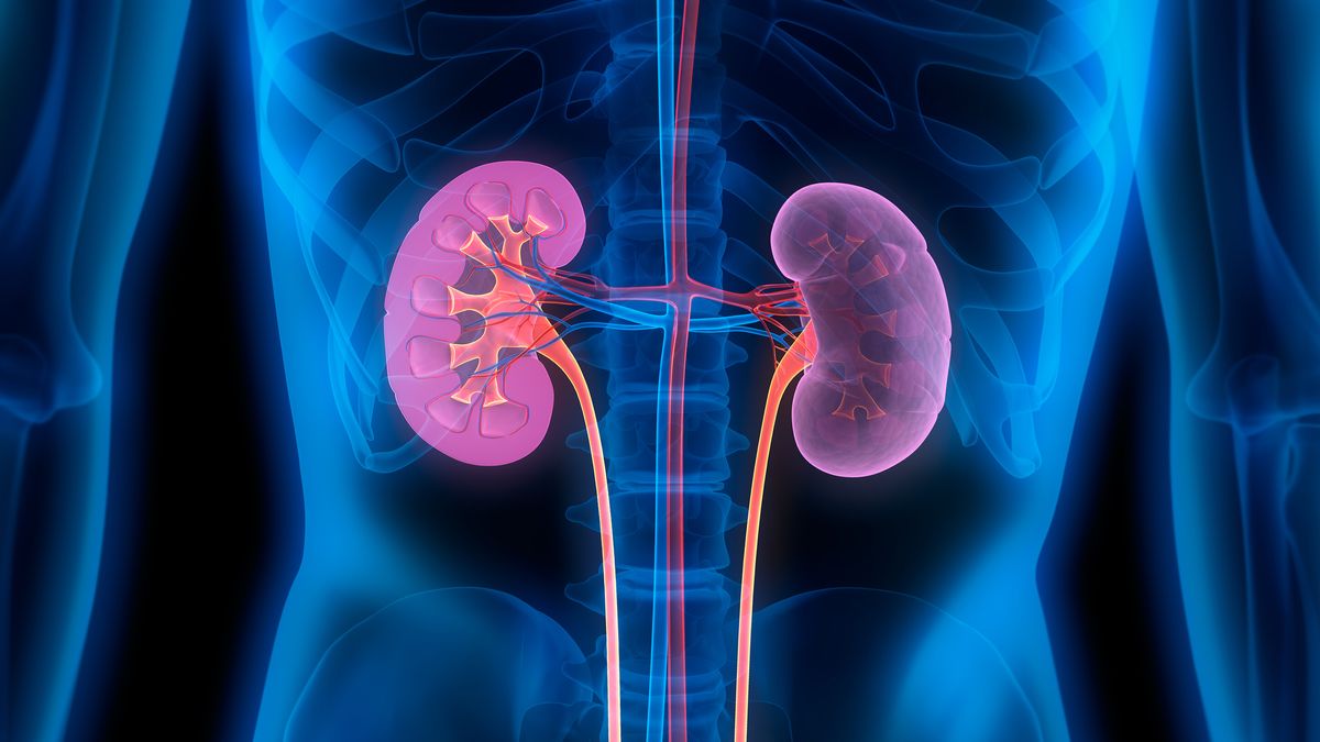 3 kids receive kidney transplants without need for immune-suppressing drugs | Live Science