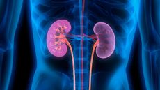 This 3D illustration shows a cross-section of kidneys inside a human body.