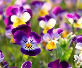 purple violas in bloom