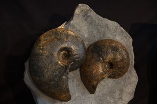 Two ammonites still embedded in the rock where they were fossilized. These were found in Lyme Regis, Mary Anning's home town in the south of England, U.K.