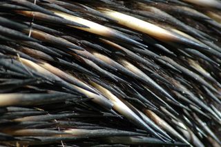 Echidnas are covered with hollow quills.
