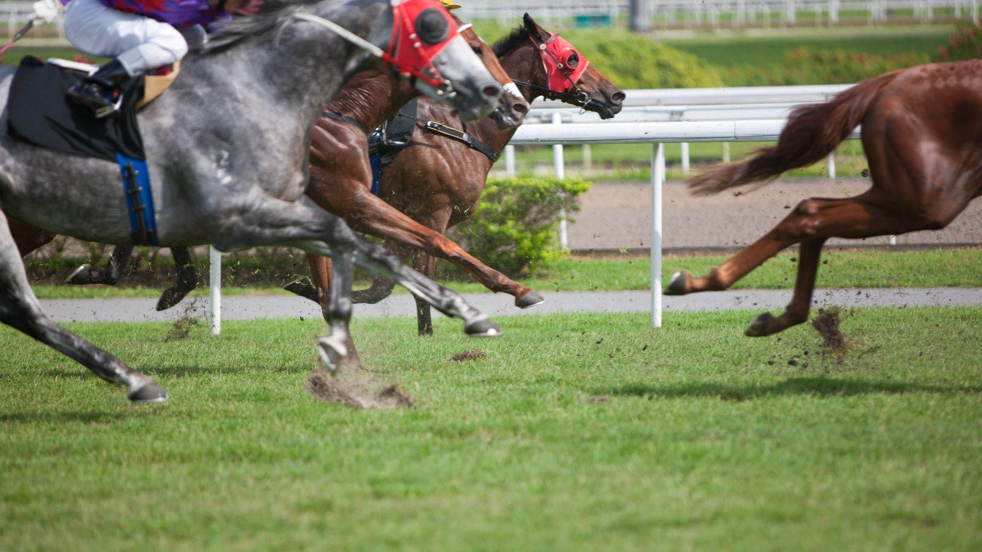racehorses running on a track