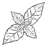 Tea Tree illustration