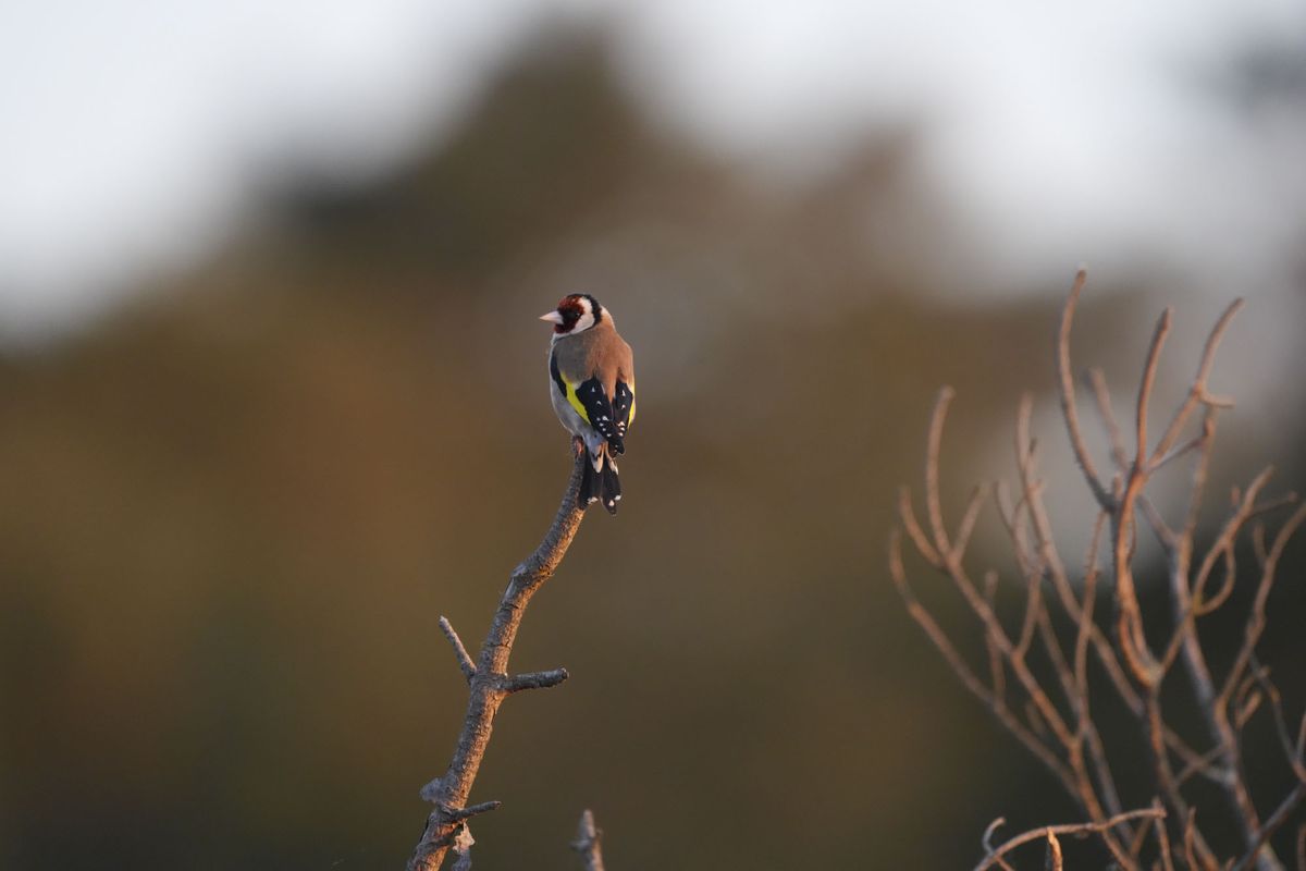 A bird on a branch at first light