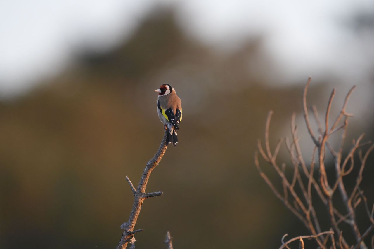 A bird on a branch at first light