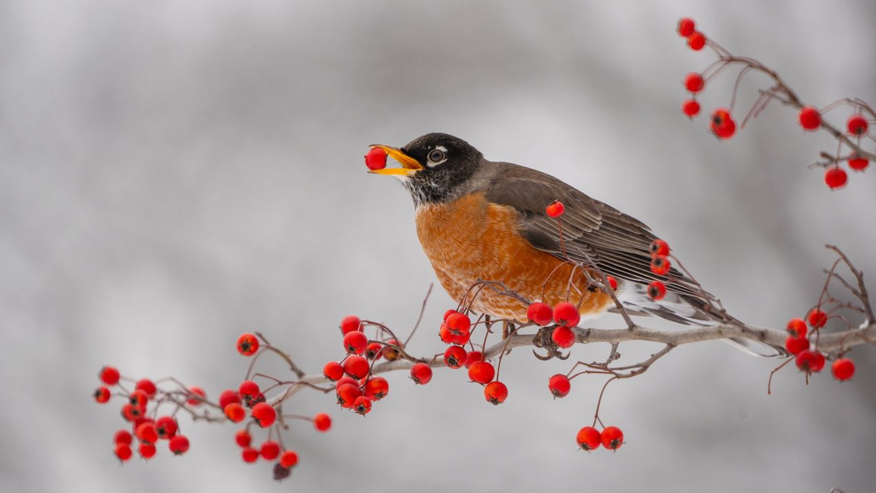 An American robin is sitting on a branch, eating red berries in winter