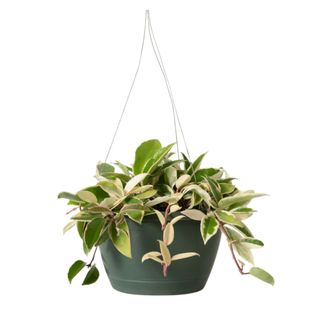 A hoya tri-color hanging plant with green hanging leaves, a black plant pot, and a silver hanger