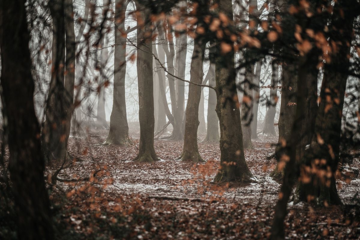 woods during fall