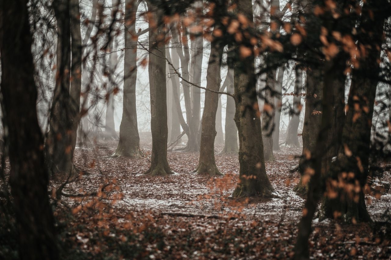 woods during fall