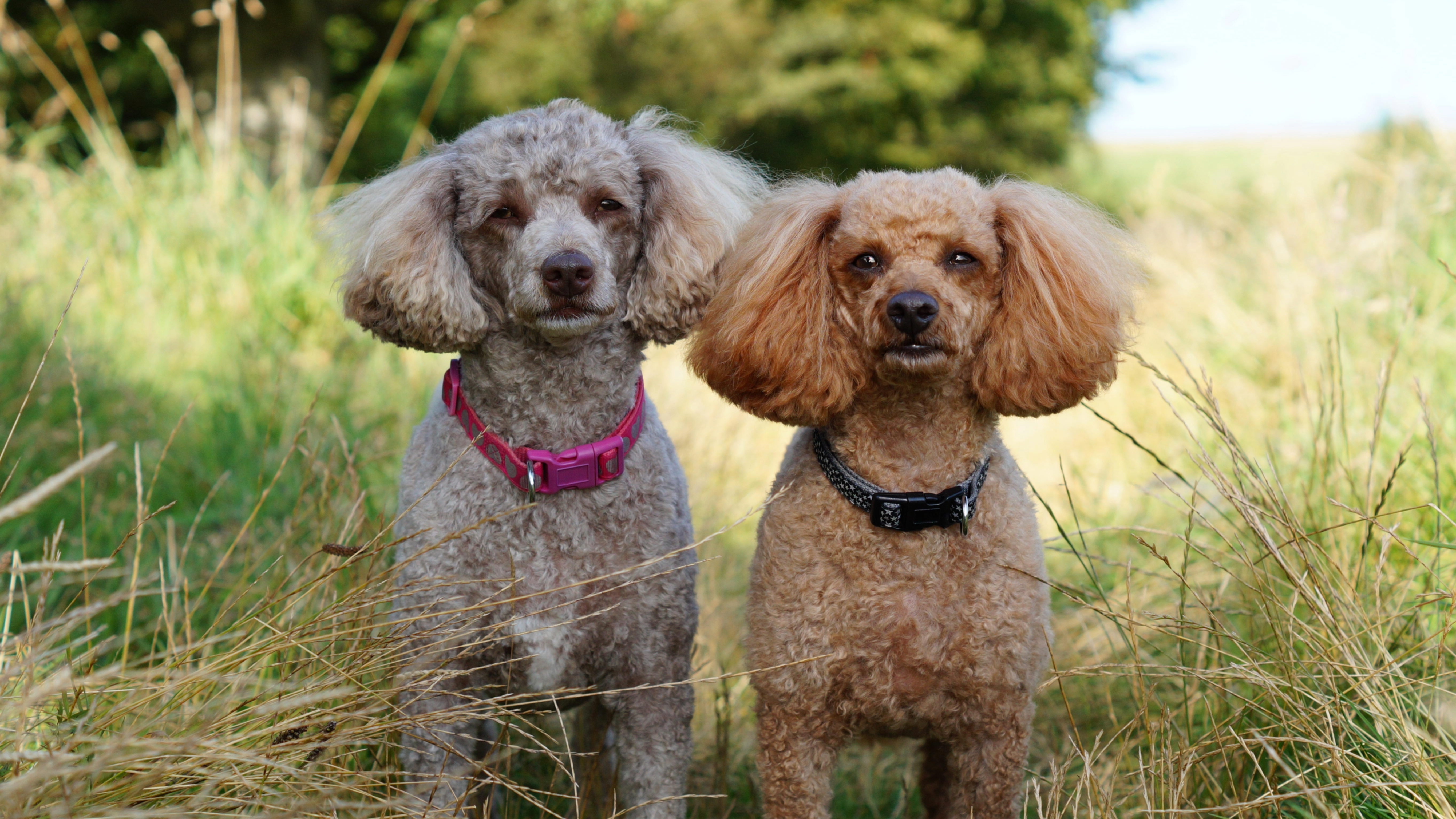 Two miniature poodles