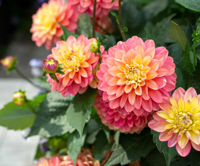Natural solutions to combat dahlia pests Homes & Gardens