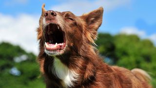 Red border collie barking