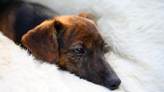 Dog relaxing on one of the best calming dog beds