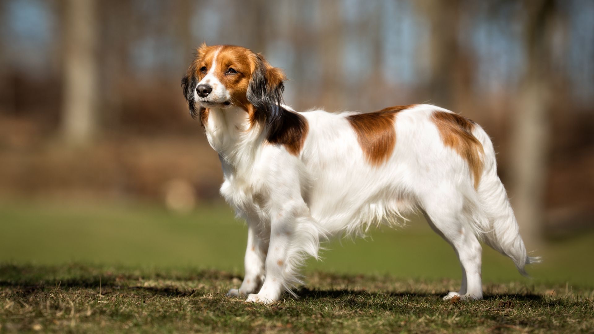 Silky-looking dog, white with brown patches and feathery ears