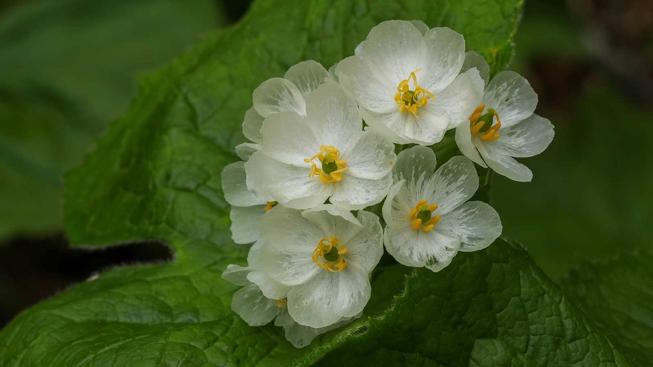 skeleton flowers 