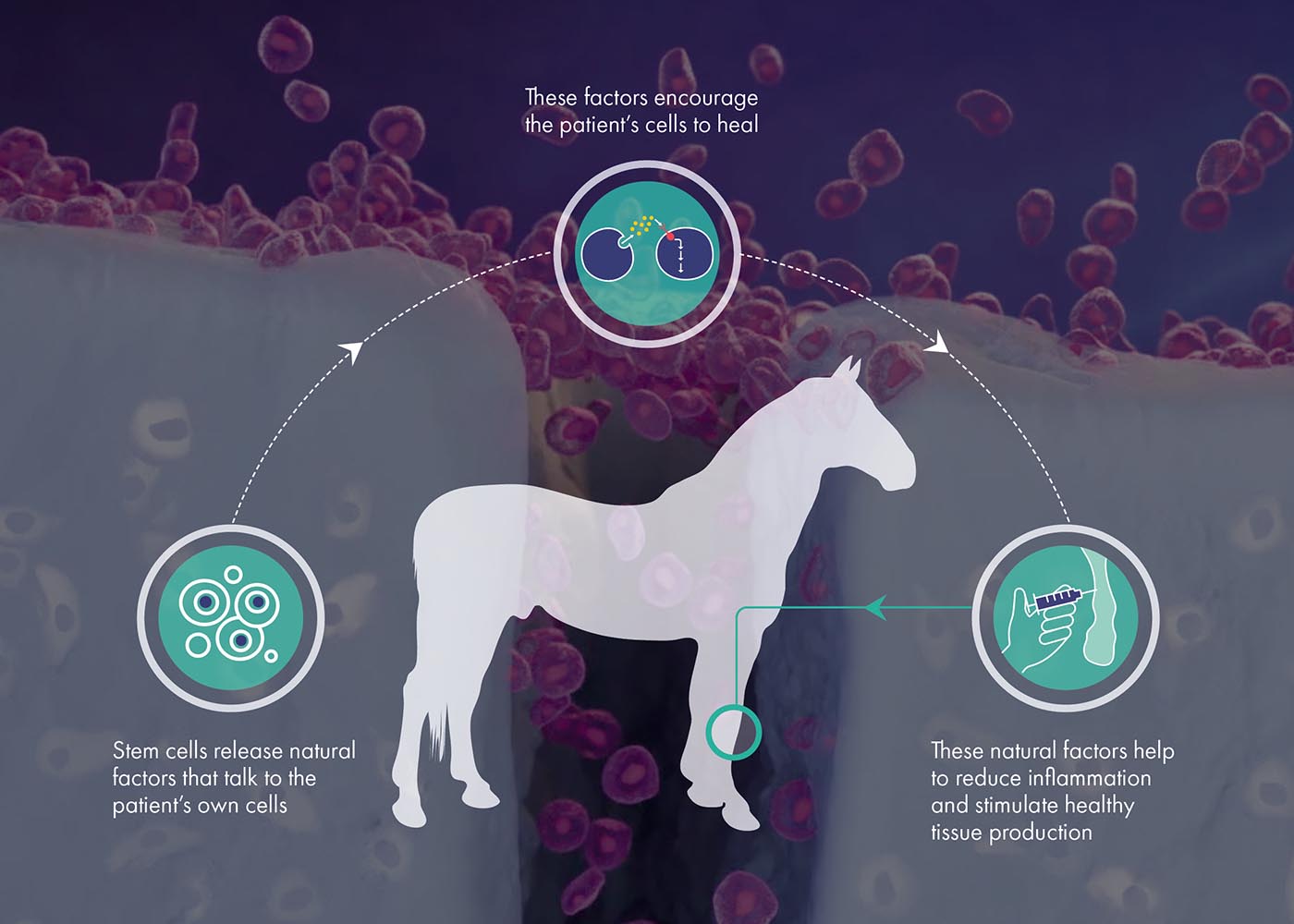 Stem_cells