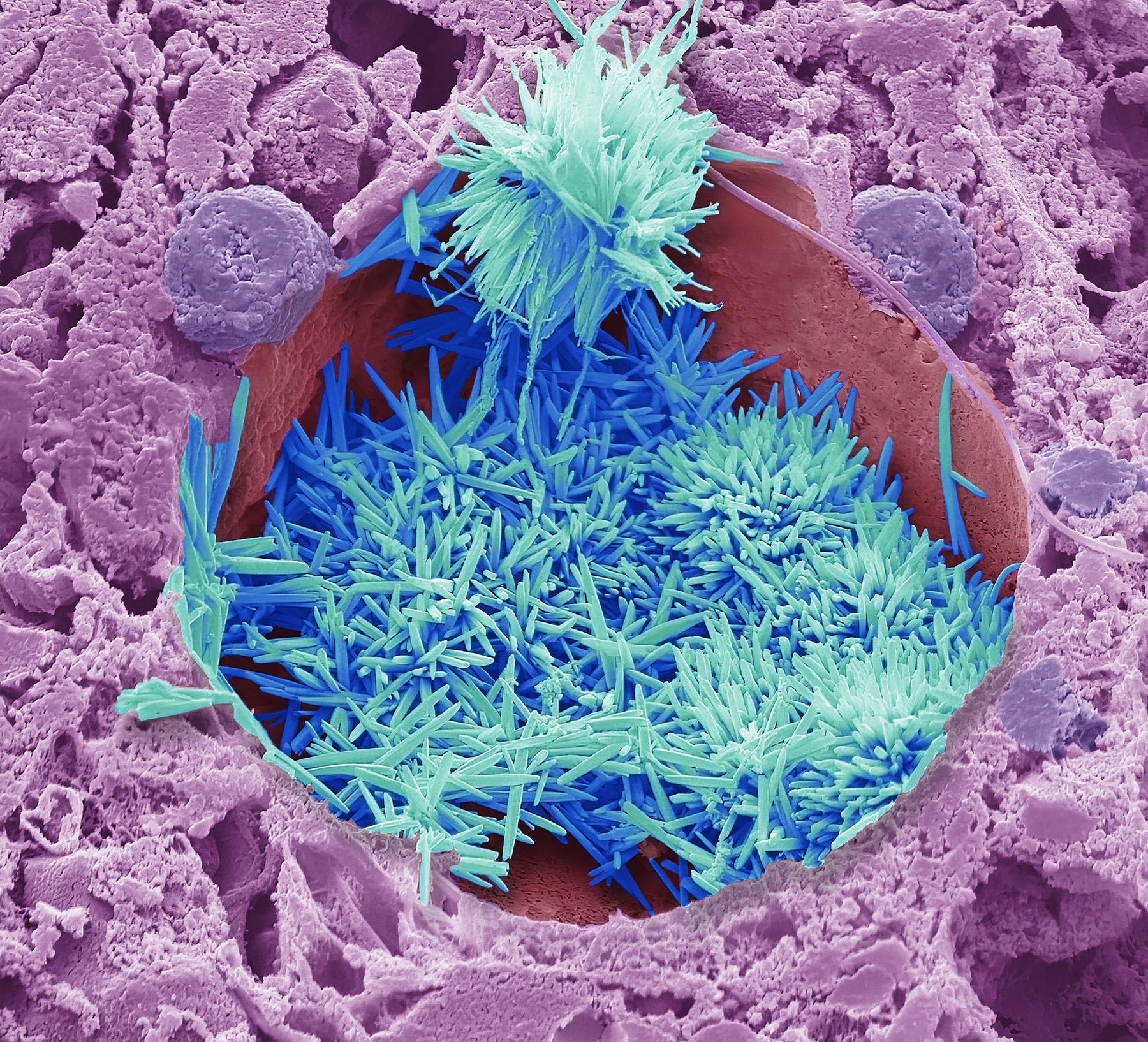 Close-up of colorful microcrystals in a purple and pink textured surface, showcasing intricate shapes and structures under electron microscopy