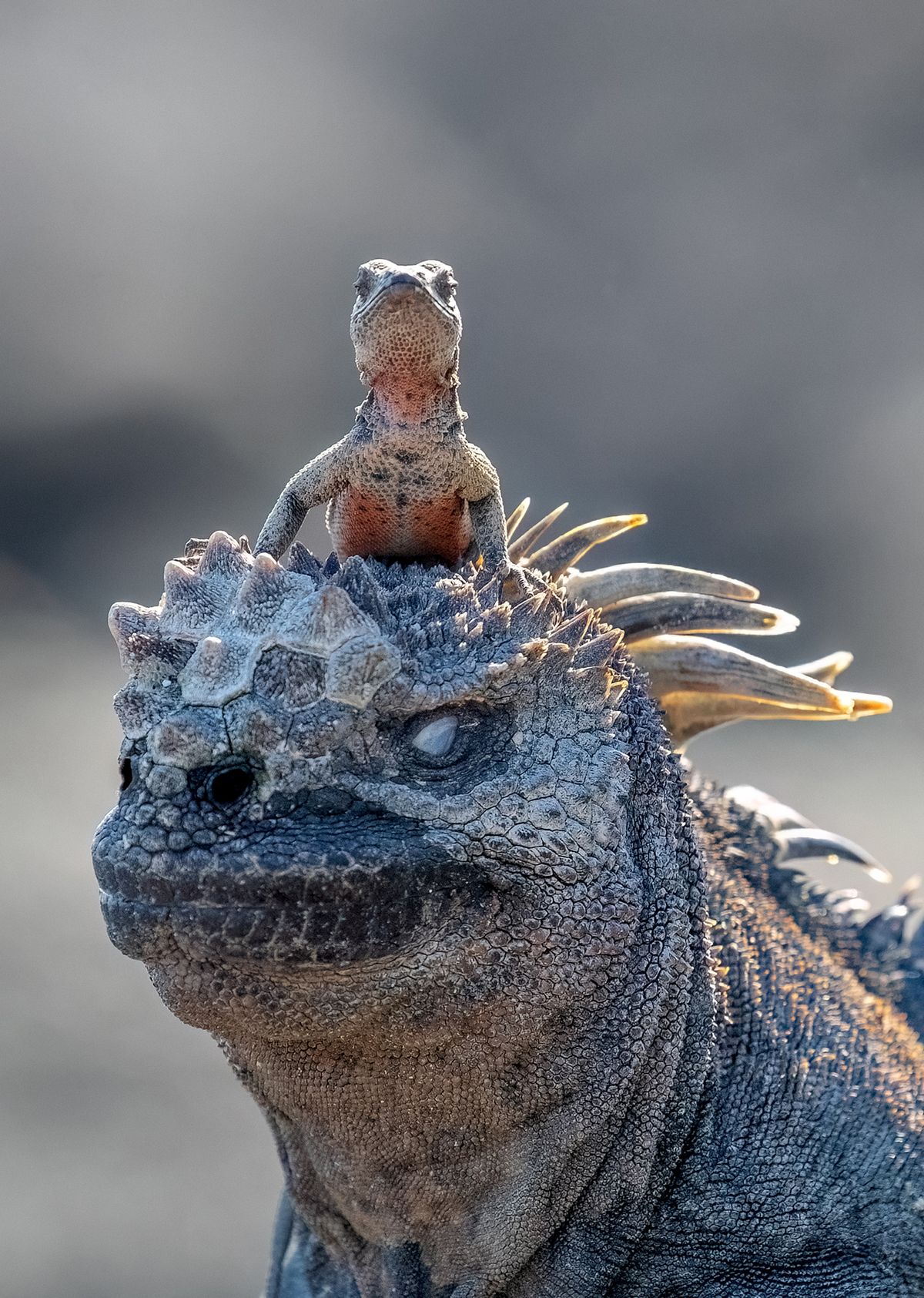 Funniest photos from the 2025 Nikon Comedy Wildlife Awards (so far ...