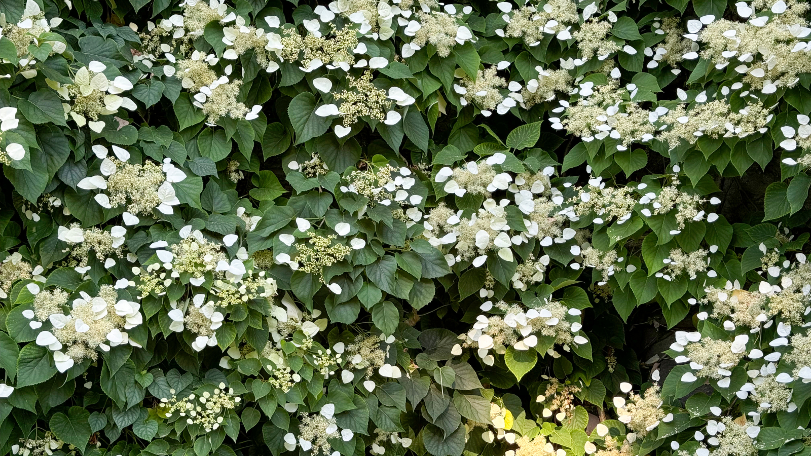 Climbing hydrangea plant