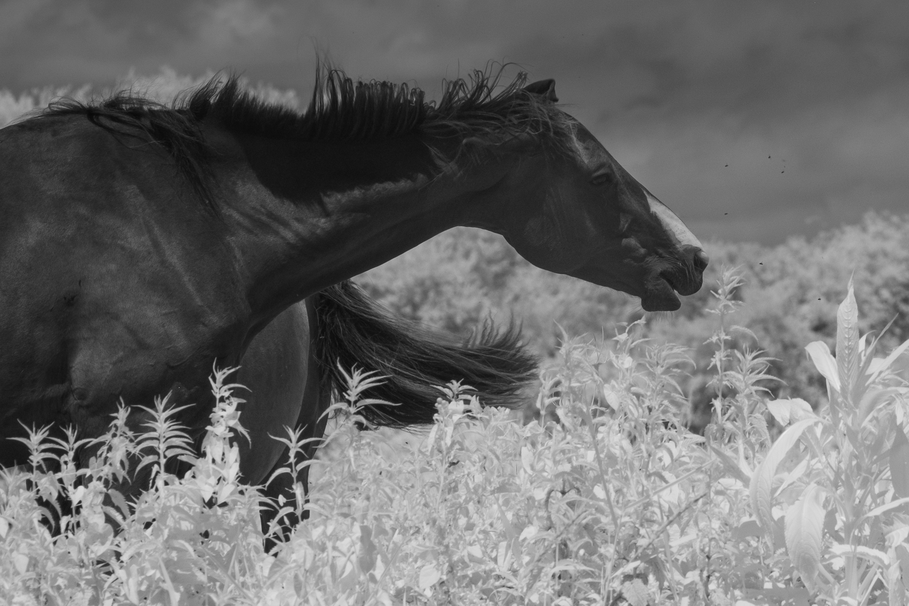 A photo taken on an infrared camera