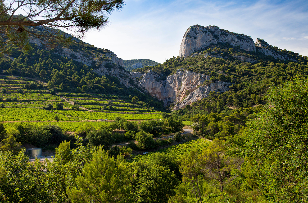 Vineyard and mountains of the Dentelles de Montmirail near Gigondas