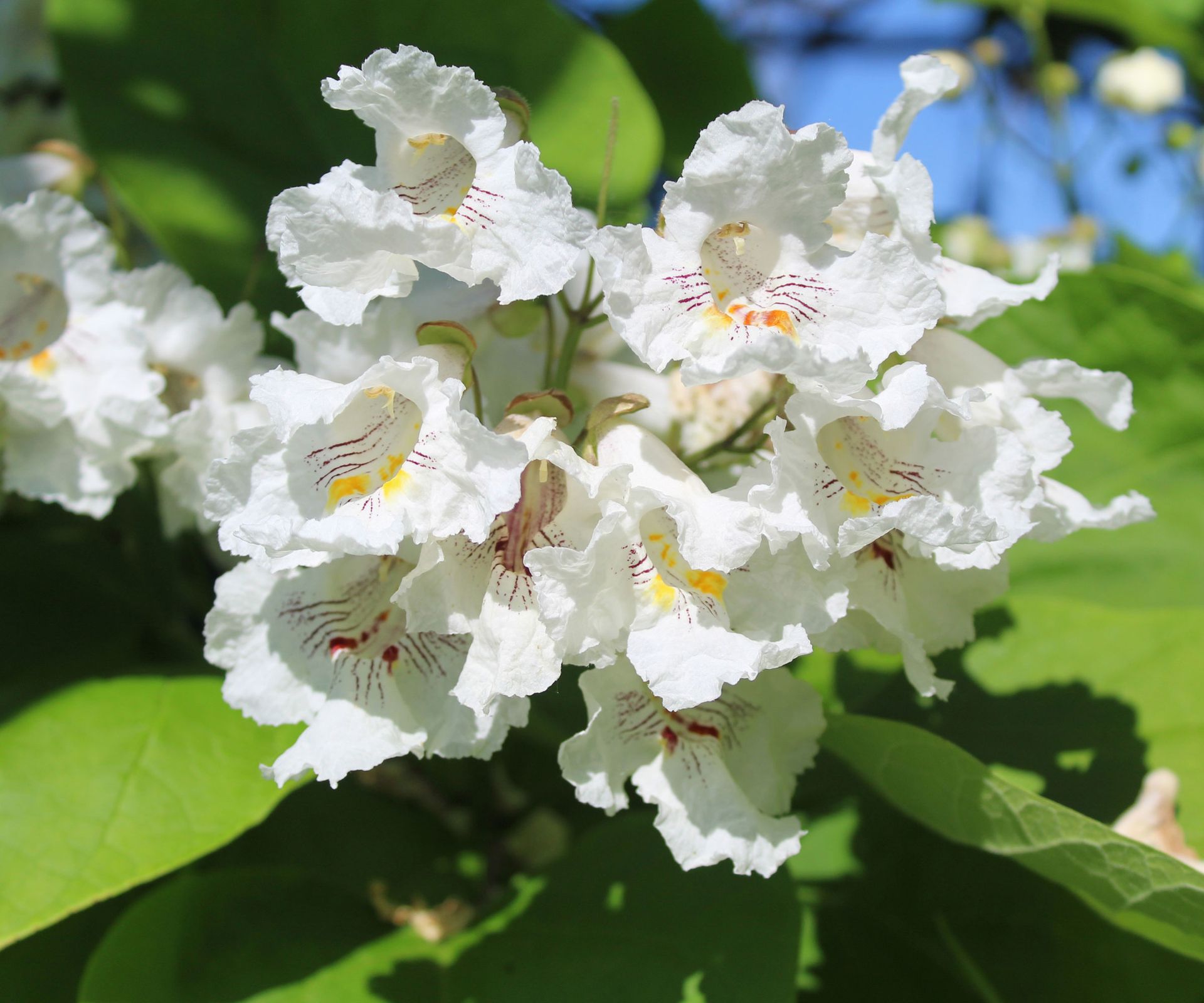 northern catalpa tree with white flowers against blue sky